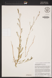 Gayophytum diffusum subsp. parviflorum image