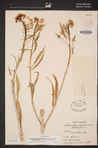 Eremothera boothii image