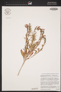 Eremothera boothii subsp. decorticans image