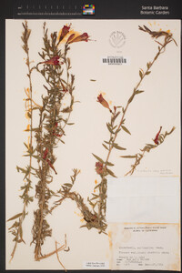 Epilobium canum subsp. canum image