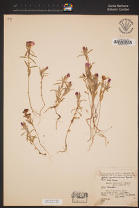 Clarkia purpurea image