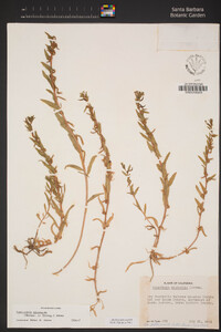 Camissoniopsis micrantha image