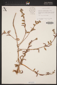 Camissoniopsis cheiranthifolia image