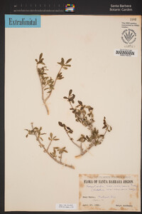 Forestiera pubescens image