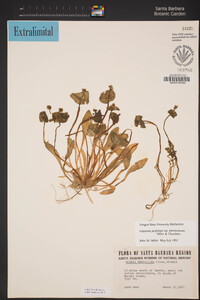 Claytonia perfoliata subsp. intermontana image