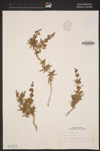 Salvia eremostachya image