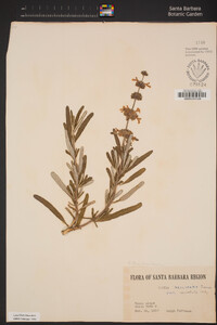 Salvia brandegeei image