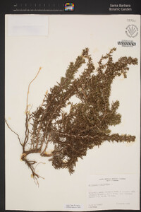 Rosmarinus officinalis image