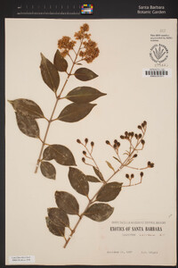 Ligustrum lucidum image