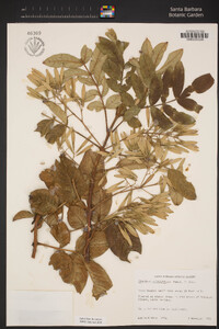 Image of Fraxinus malacophylla