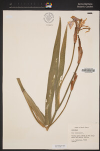 Image of Iris versicolor