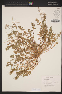 Erodium cicutarium image