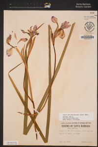 Image of Iris sibirica