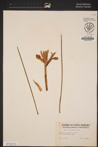 Image of Iris reticulata
