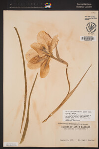 Image of Iris susiana