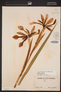 Iris thompsonii image
