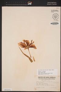 Image of Iris planifolia
