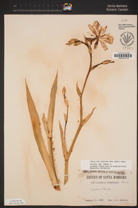 Image of Iris japonica