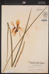 Image of Iris unguicularis