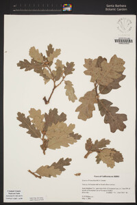 Quercus × macdonaldii image