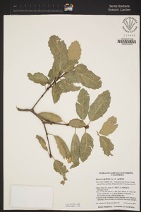 Quercus agrifolia image