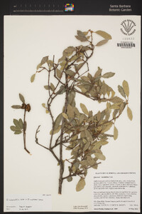 Quercus × acutidens image