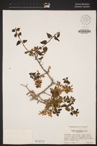 Quercus wislizeni image