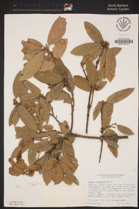 Quercus tomentella image