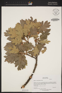 Quercus garryana image