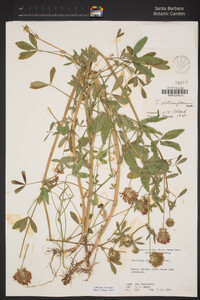 Trifolium obtusiflorum image