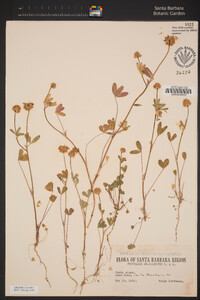 Trifolium gracilentum image