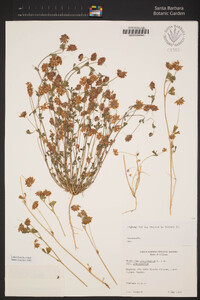 Trifolium gracilentum image