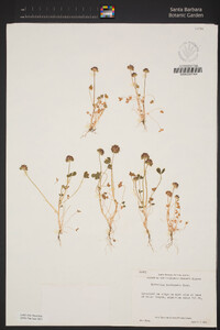 Trifolium barbigerum image