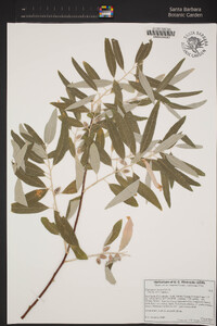 Elaeagnus angustifolia image