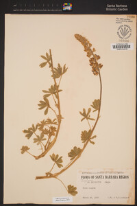 Lupinus excubitus image