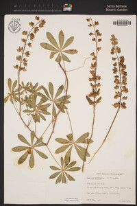 Lupinus latifolius image