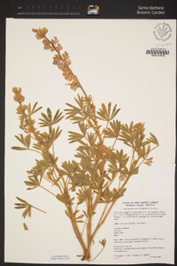 Lupinus formosus image