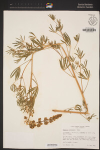 Lupinus andersonii image