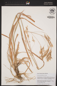 Bromus grandis image