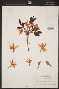 Rhododendron occidentale image