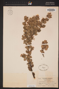 Arctostaphylos sensitiva image