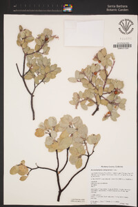 Arctostaphylos obispoensis image