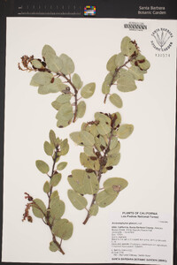 Arctostaphylos glauca image