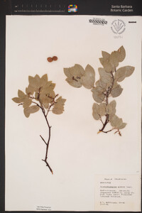 Arctostaphylos glauca image