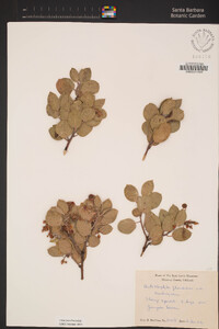 Arctostaphylos glandulosa subsp. cushingiana image