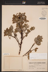 Arctostaphylos crustacea subsp. insulicola image