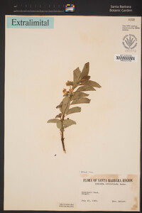 Lonicera involucrata image