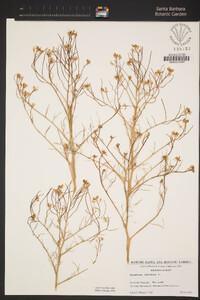 Sisymbrium altissimum image