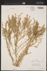 Lepidium pinnatifidum image