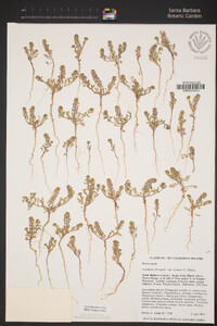 Lepidium oblongum image